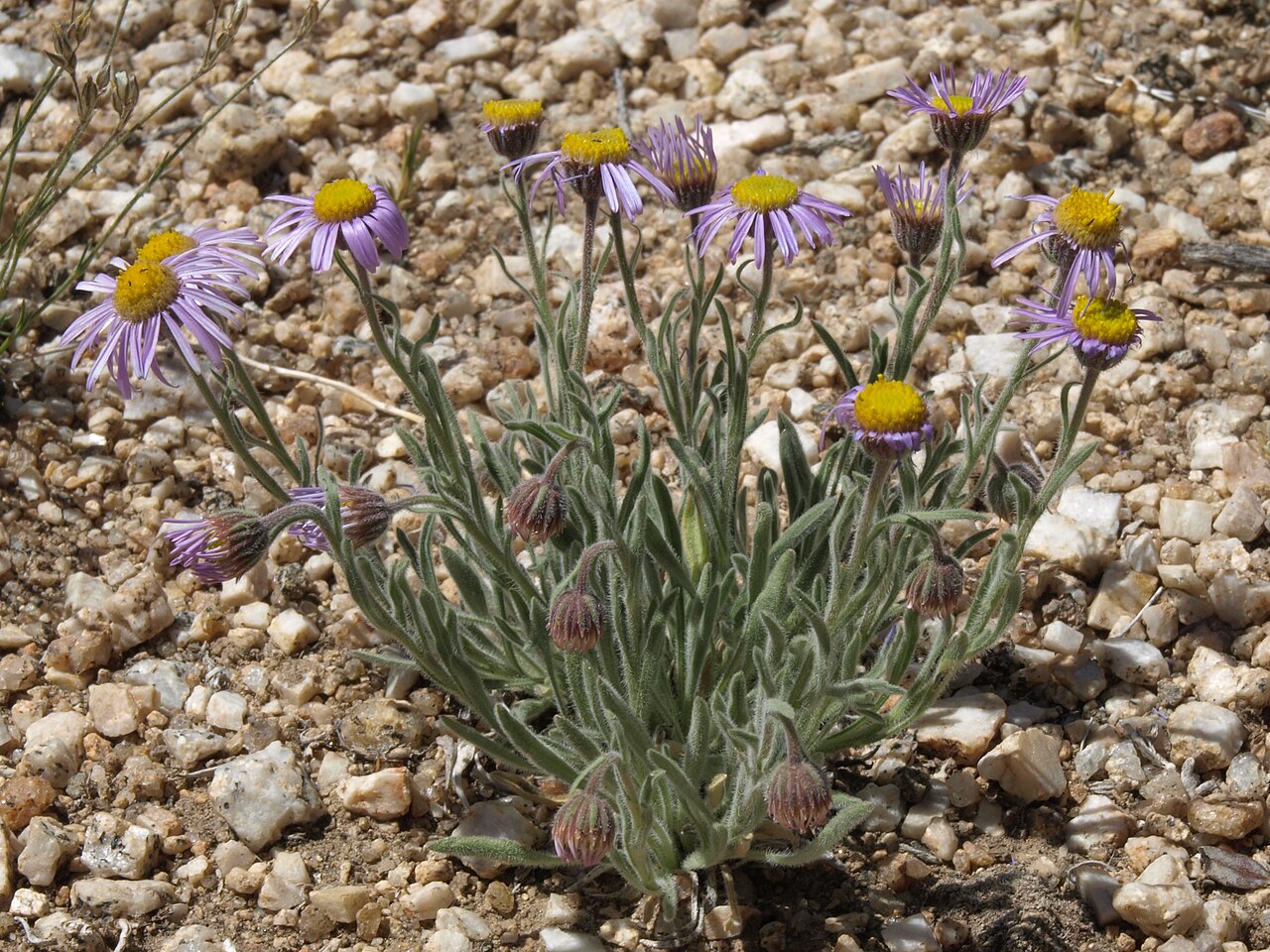 Erigeron clokeyi