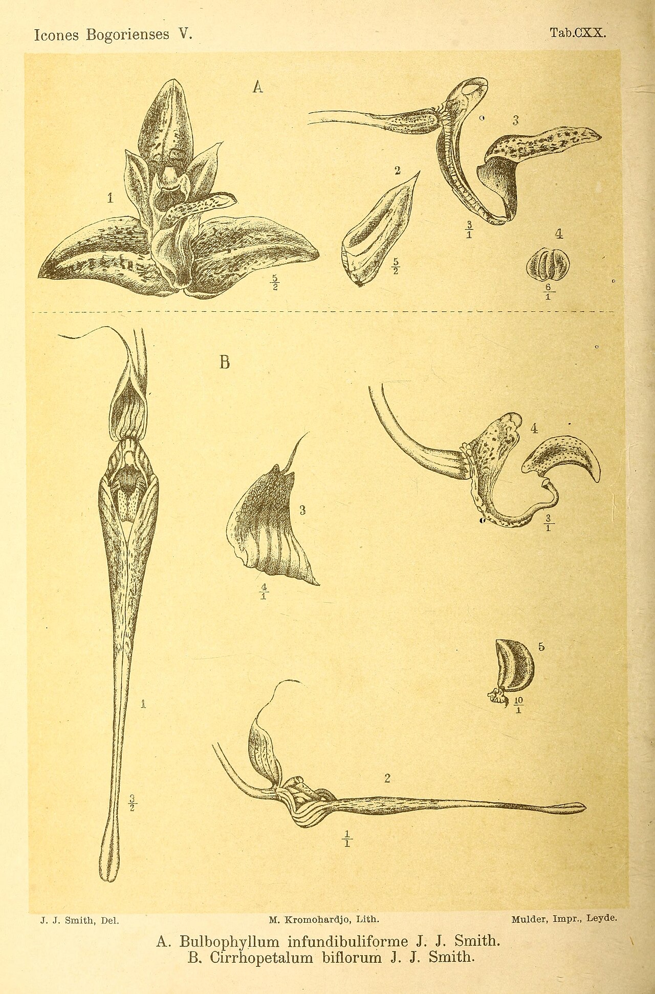 Bulbophyllum infundibuliforme