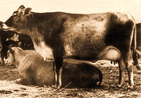 Australian Milking Zebu