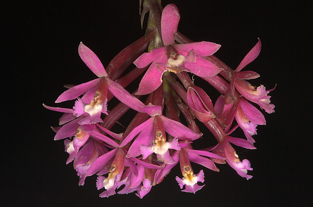 Epidendrum secundum