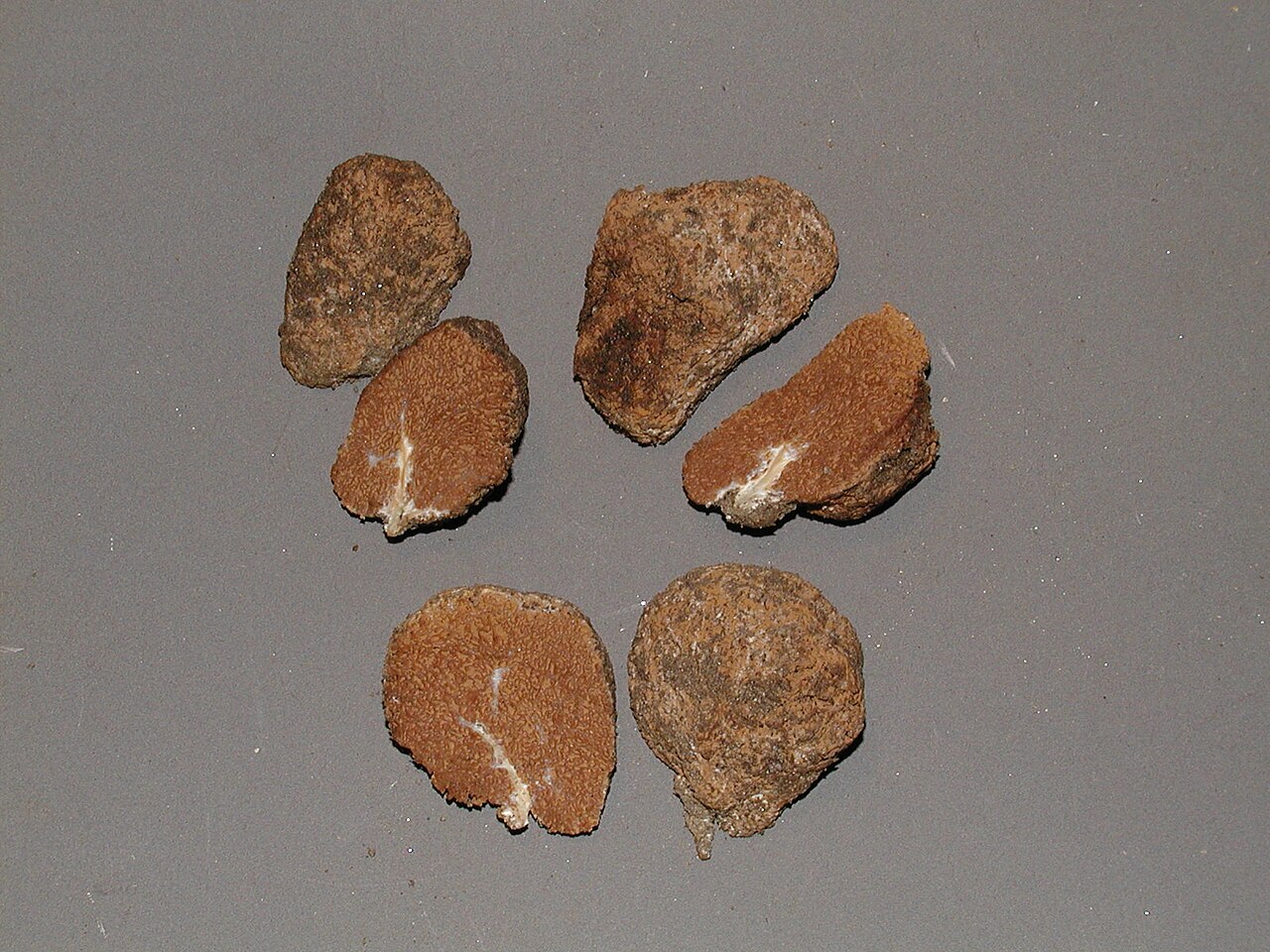 Gautieria monticola