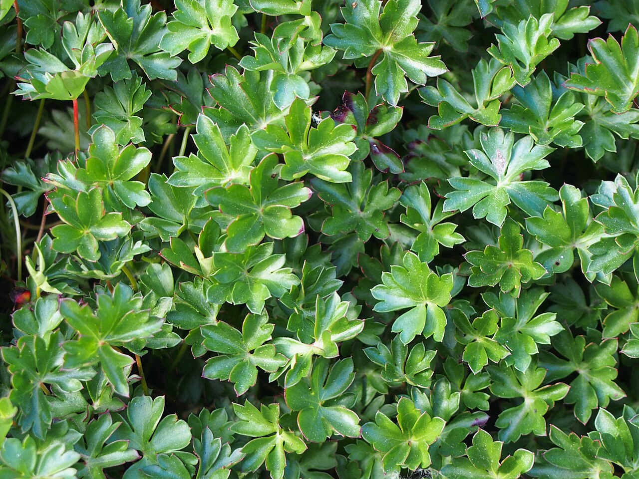 Geranium dalmaticum