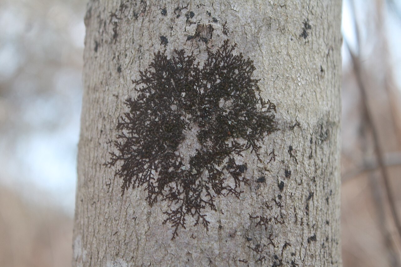 Frullania eboracensis