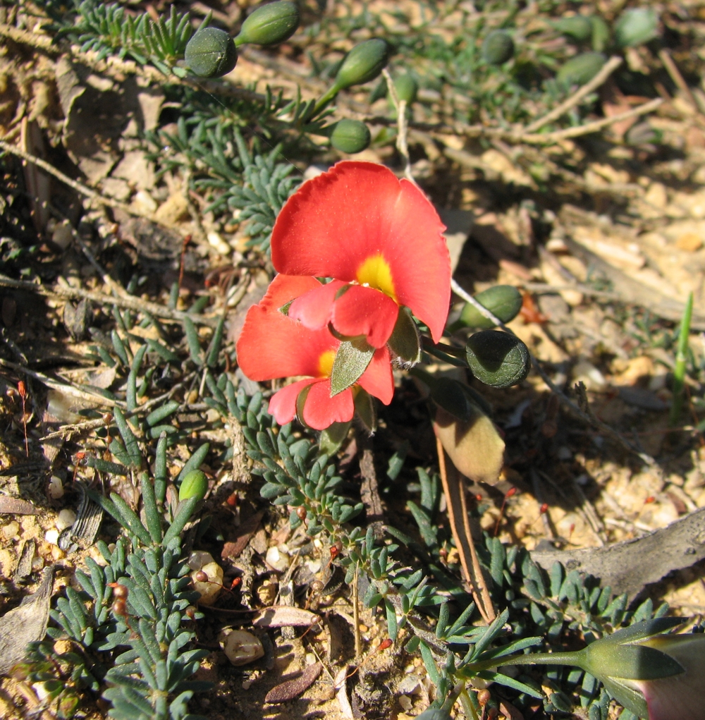 Dwarf wedge-pea