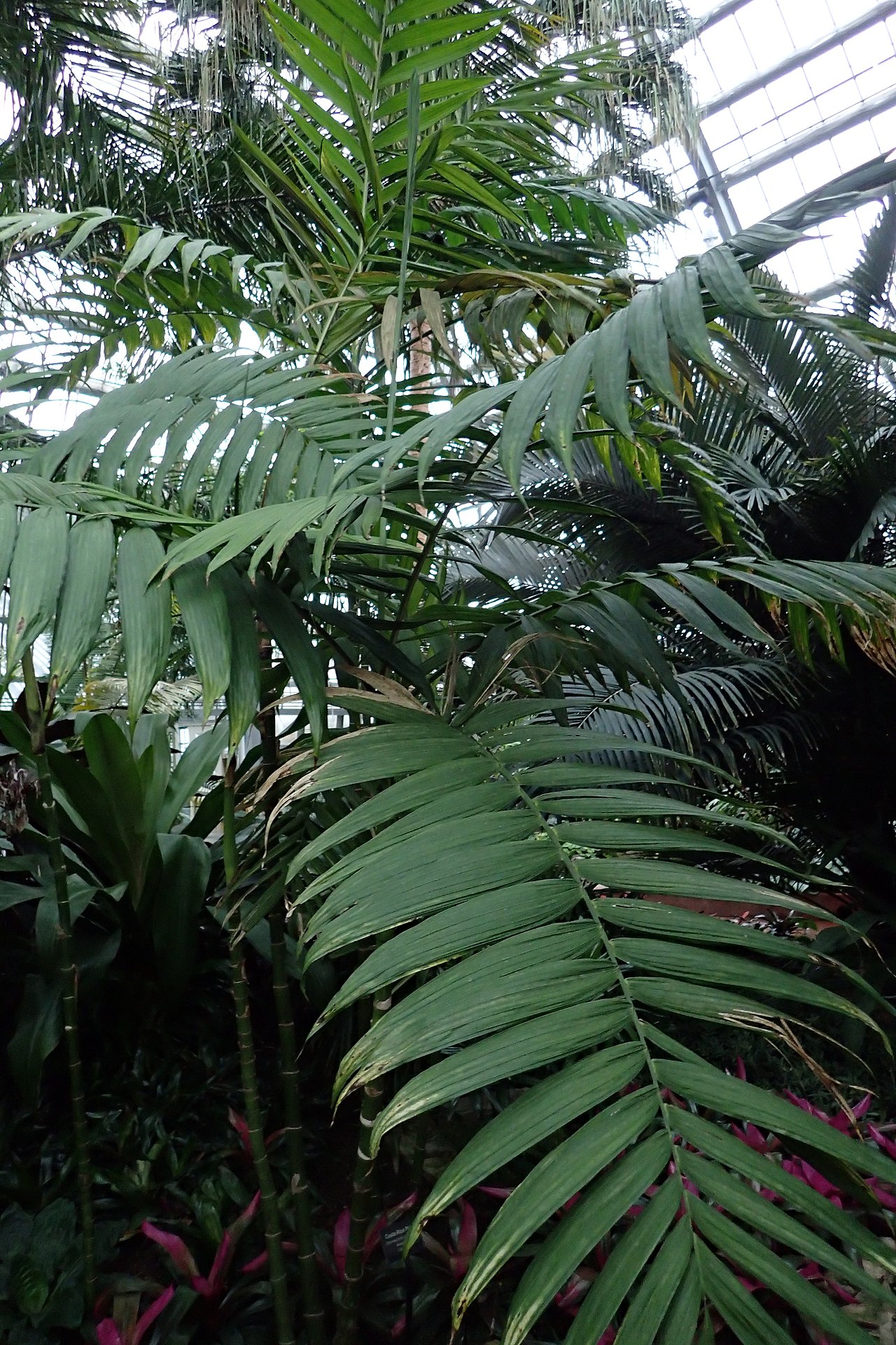 Chamaedorea costaricana