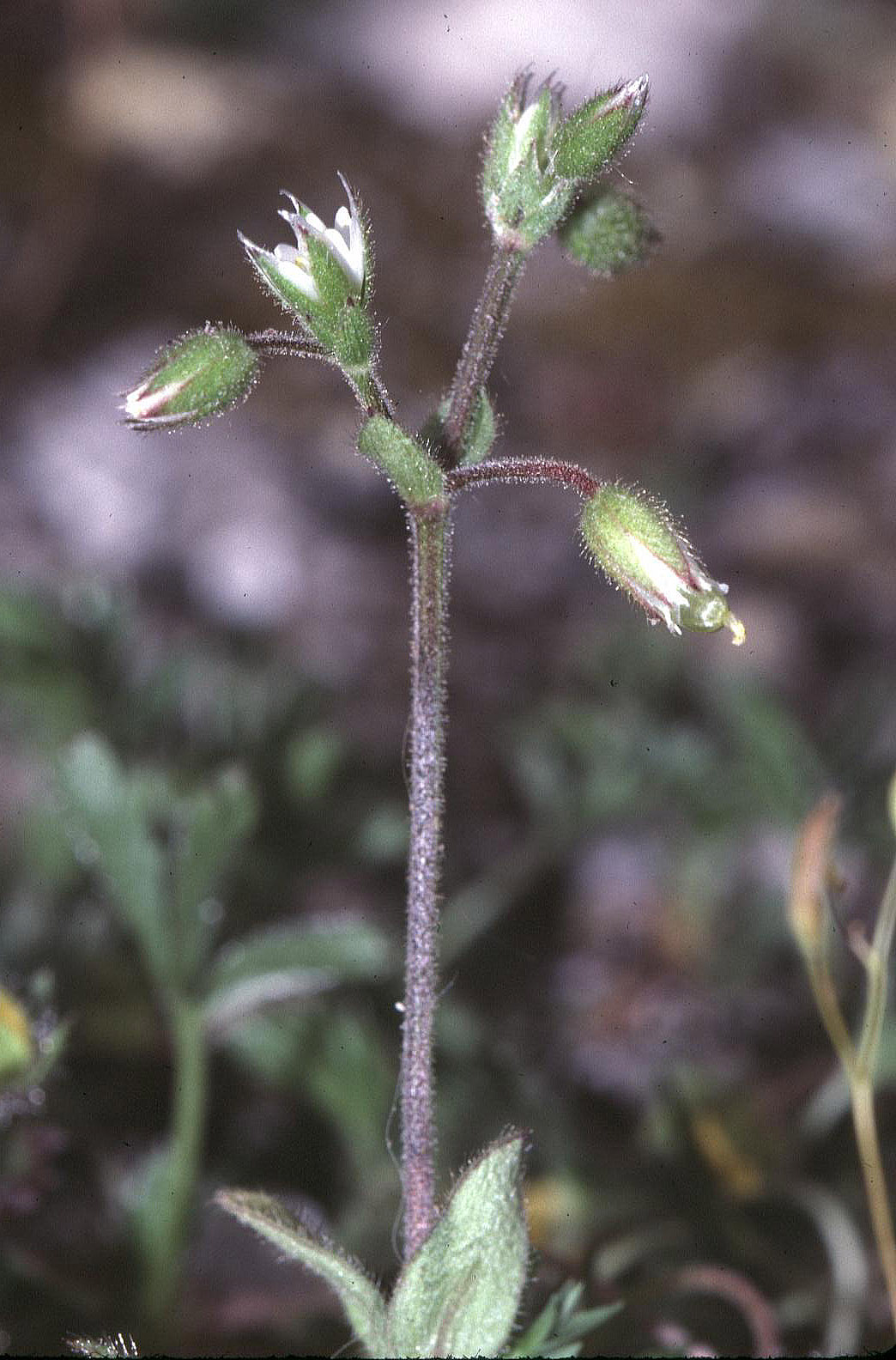 Cerastium pumilum