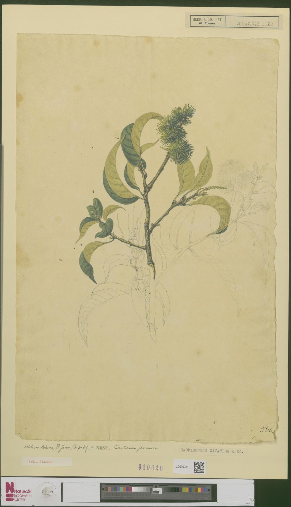 Castanopsis javanica