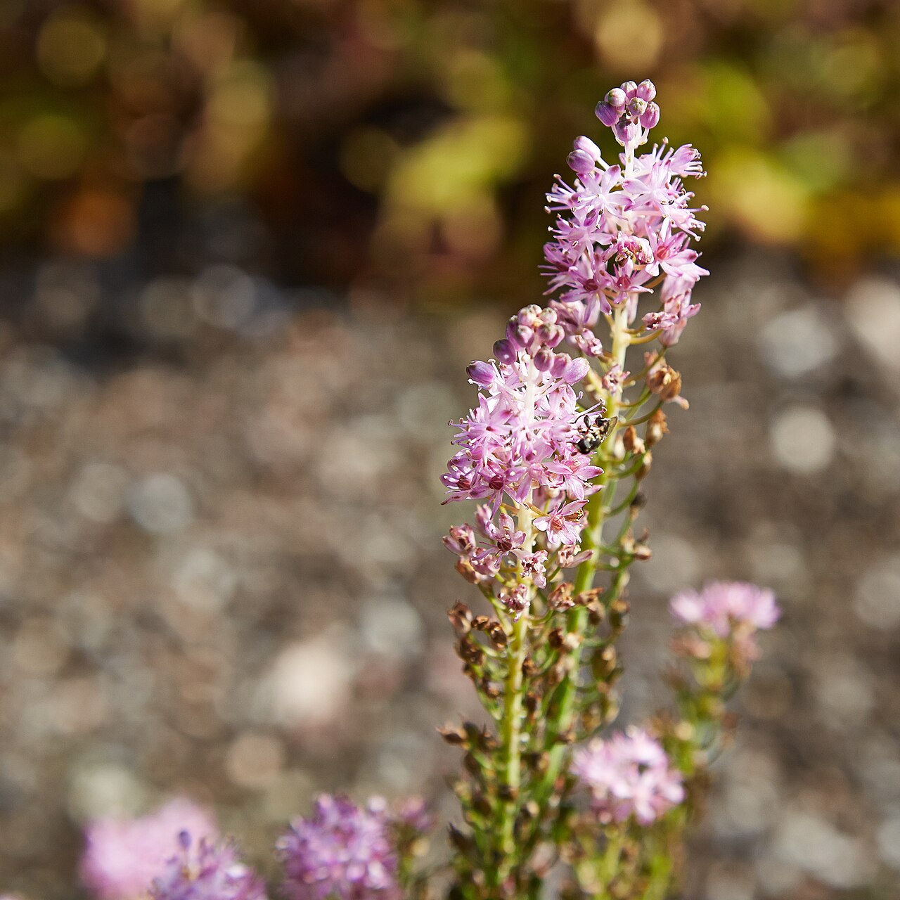 Barnardia japonica