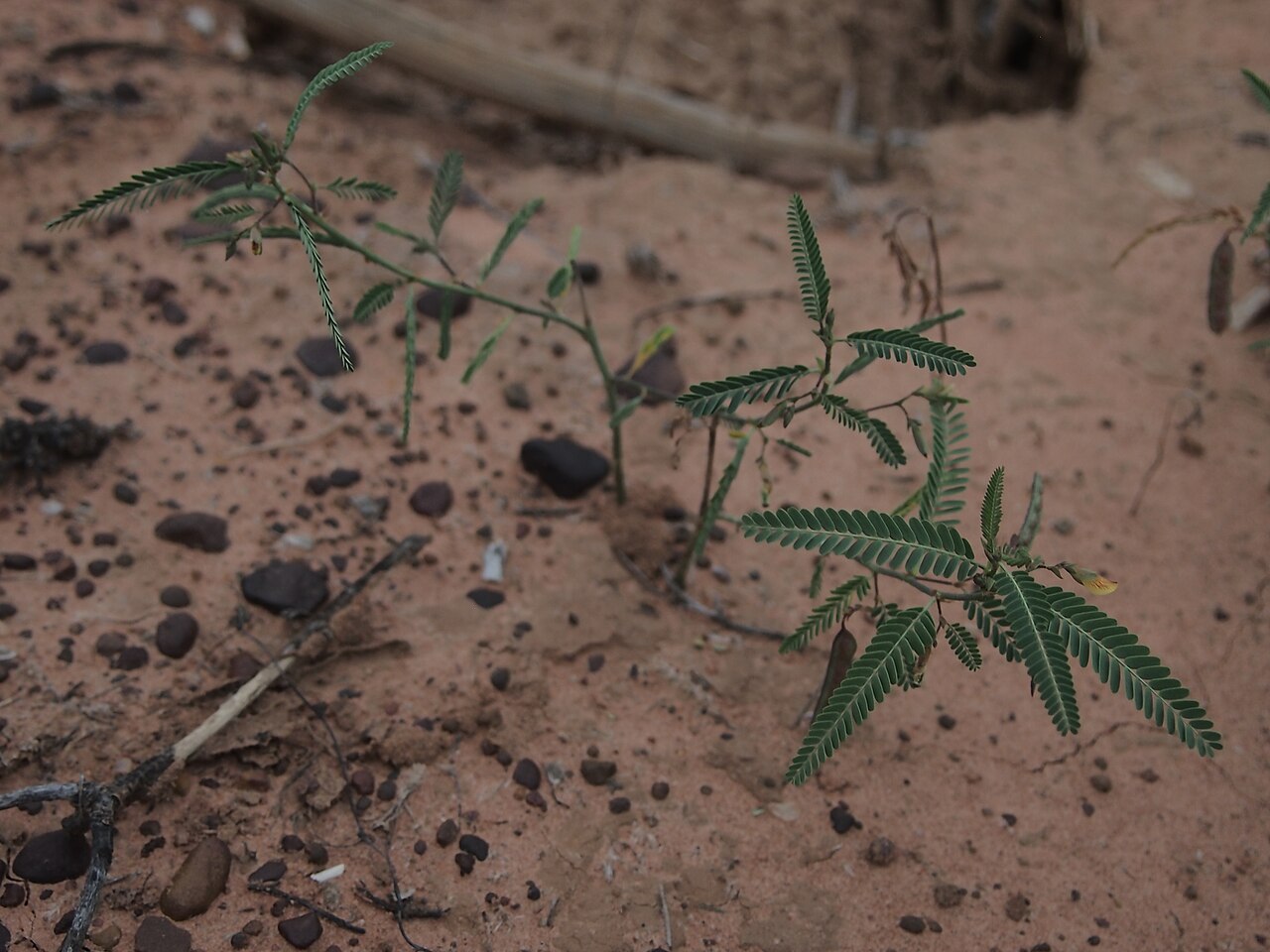 Aeschynomene indica