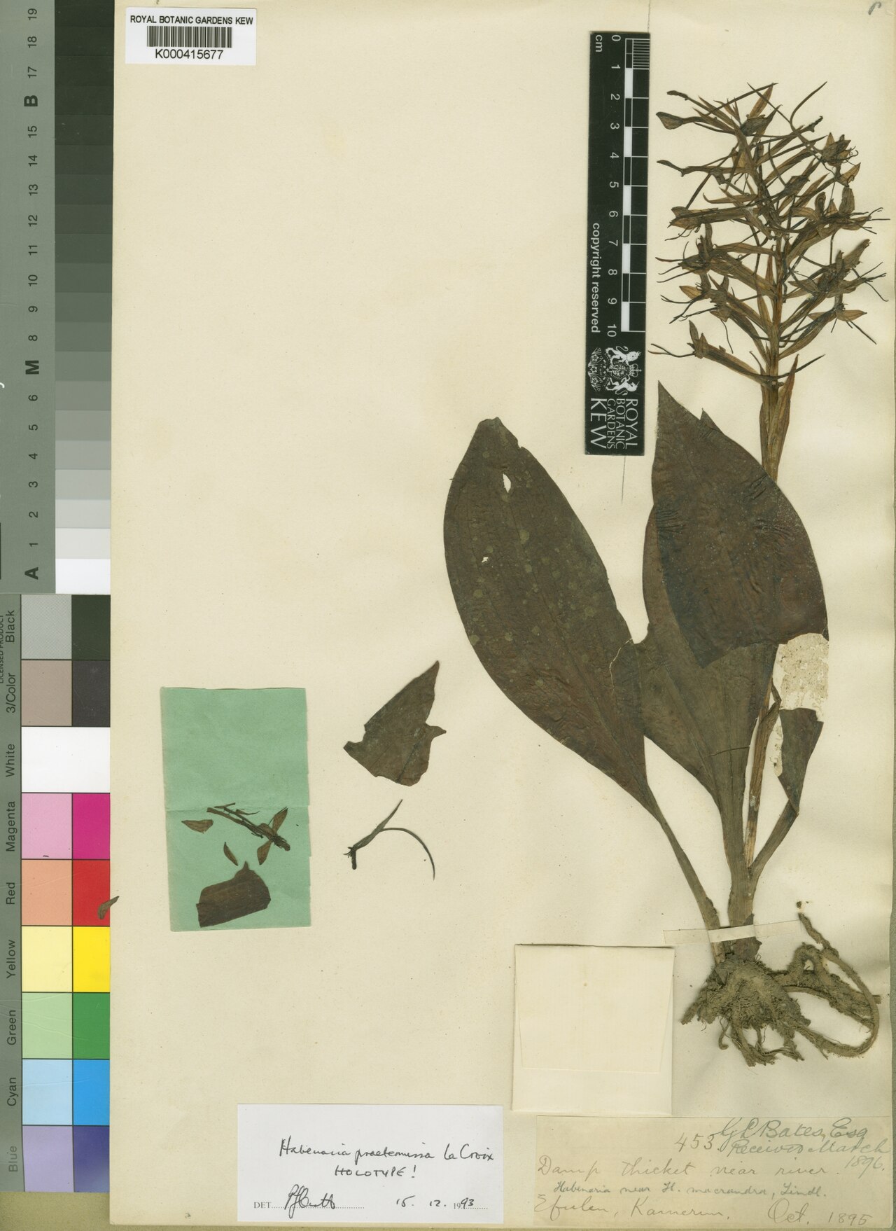 Habenaria batesii