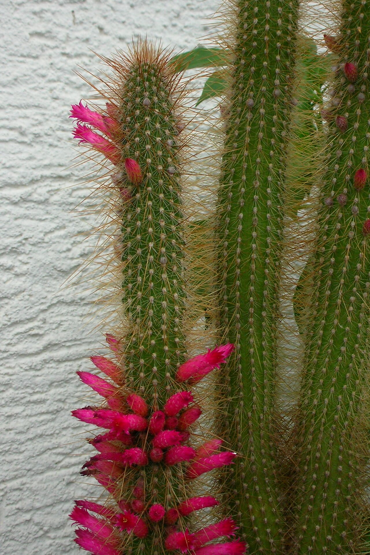 Cleistocactus hildegardiae