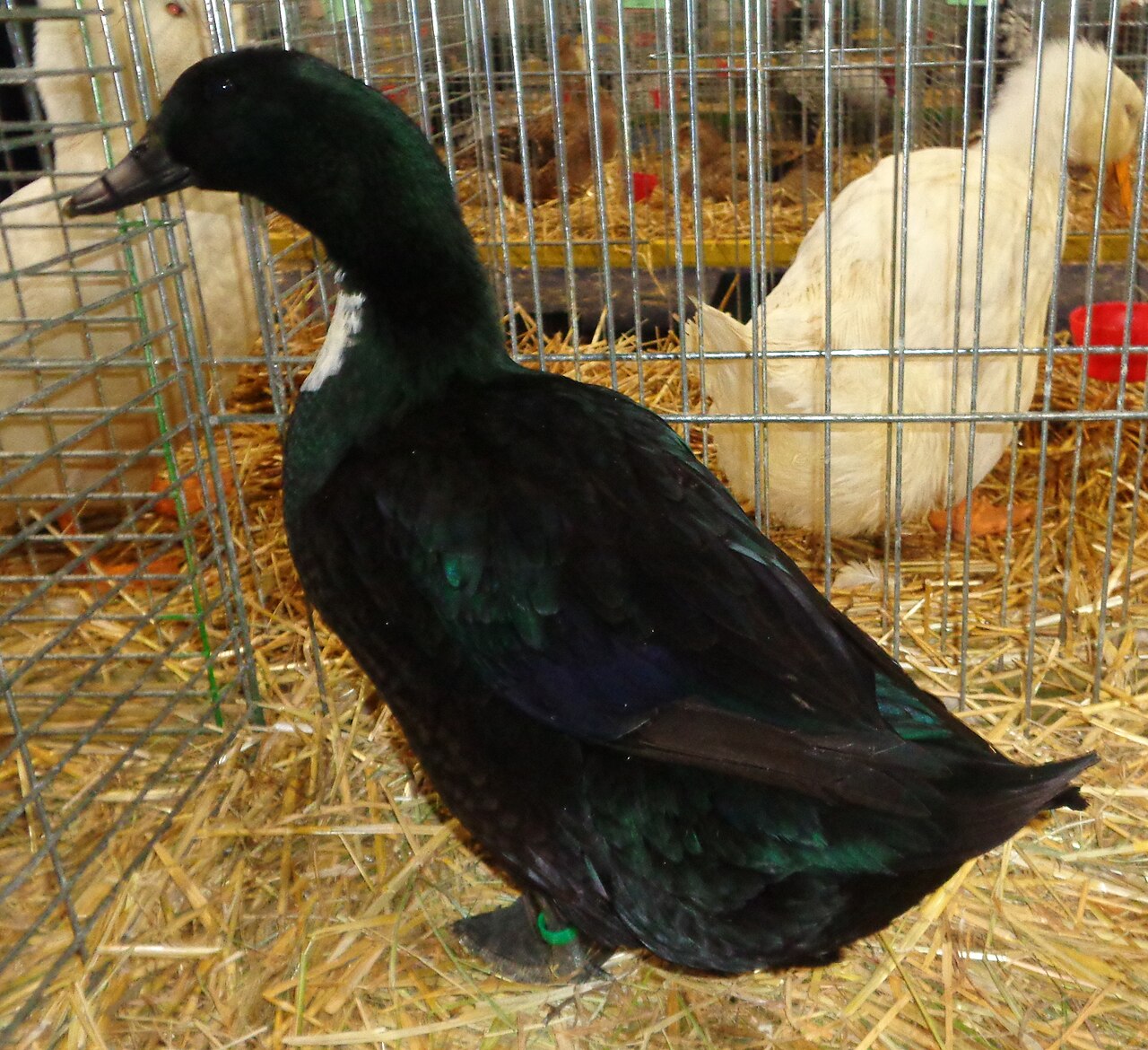 Duclair duck