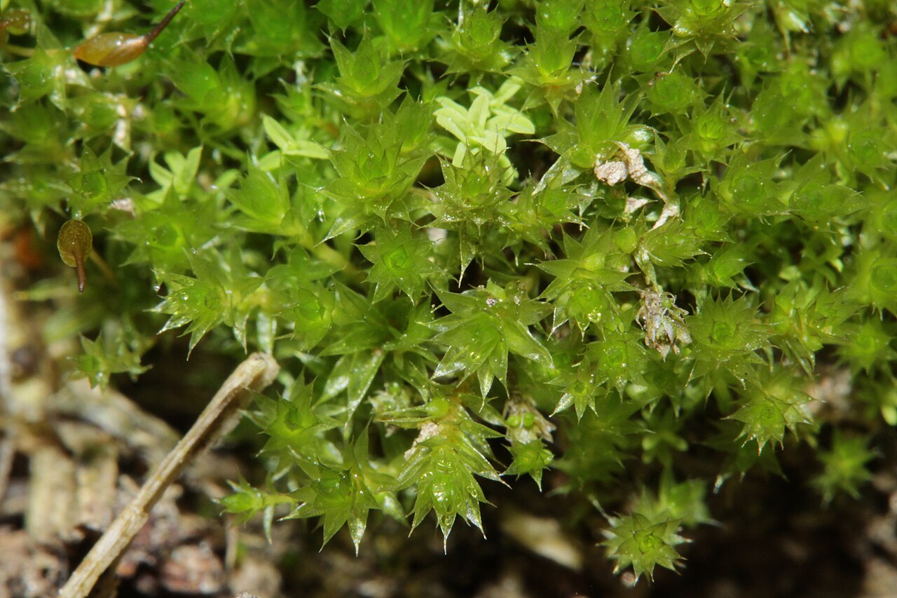 Bryum bicolor