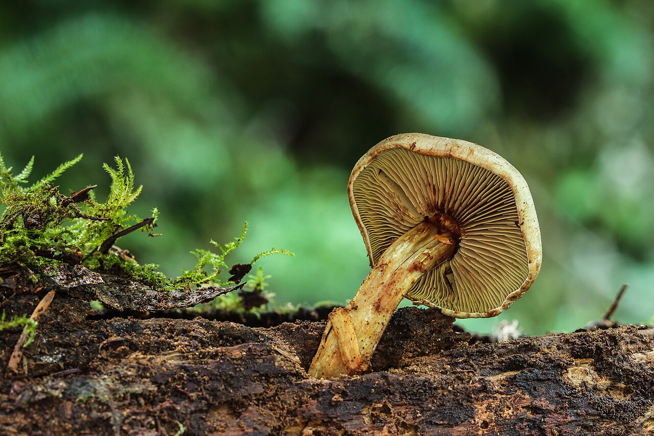 Gymnopilus punctifolius
