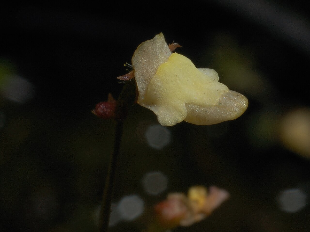 Genlisea filiformis