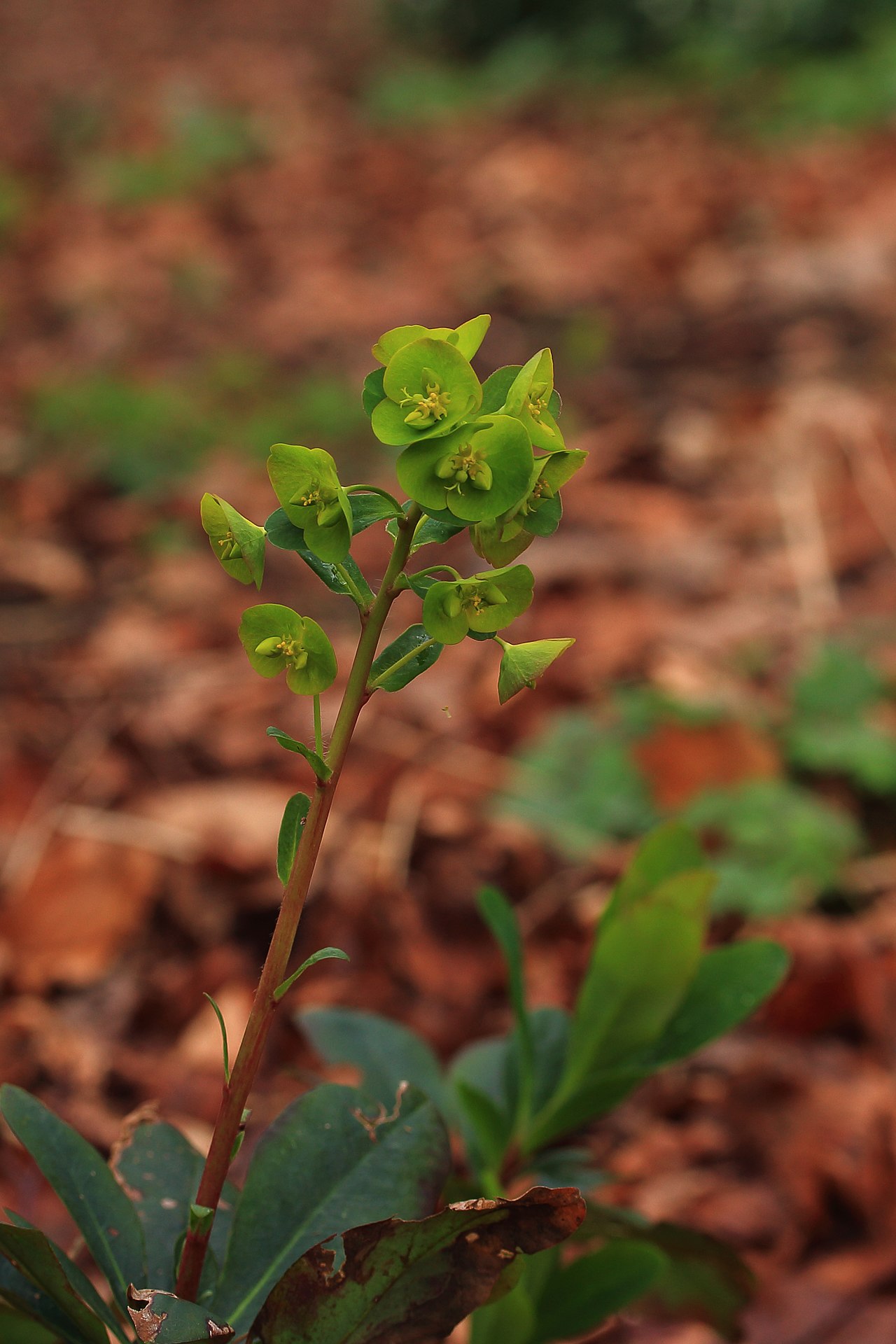Euphorbia amygdaloides