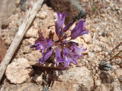 Allium denticulatum