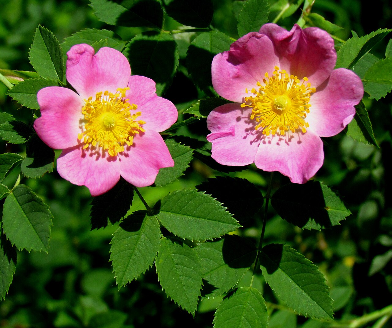 Carolina rose