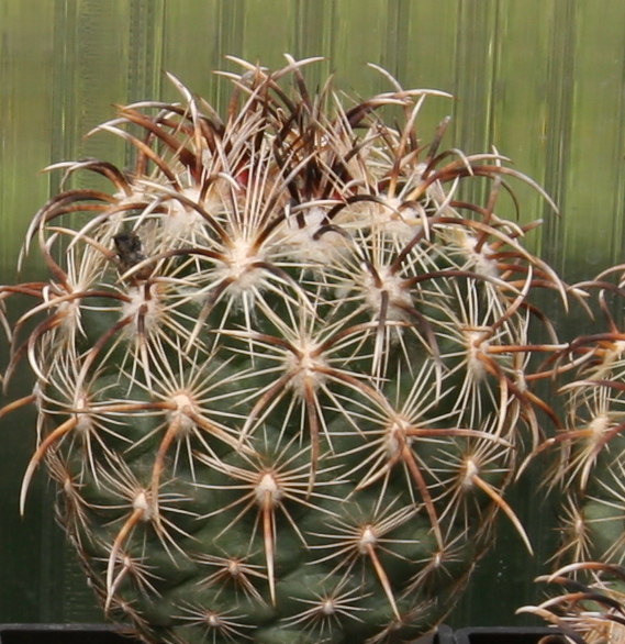 Coryphantha kracikii