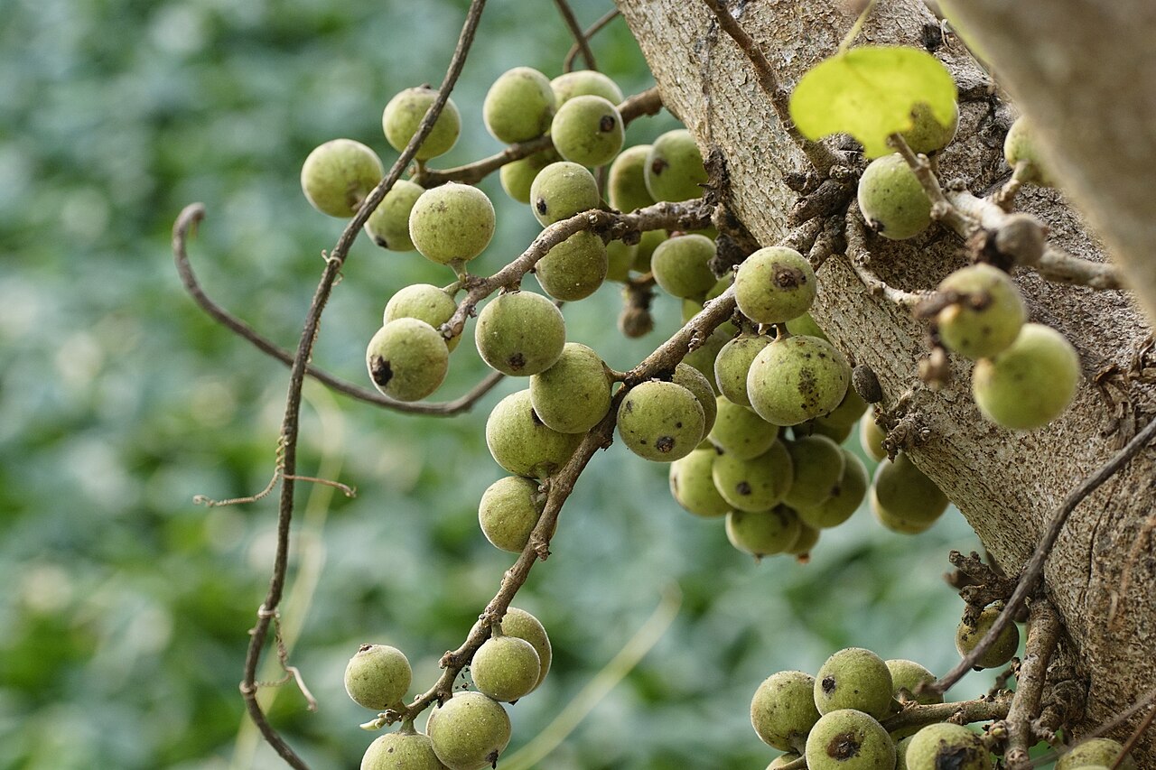Ficus racemosa