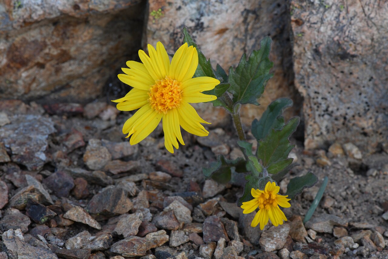 Arnica cernua