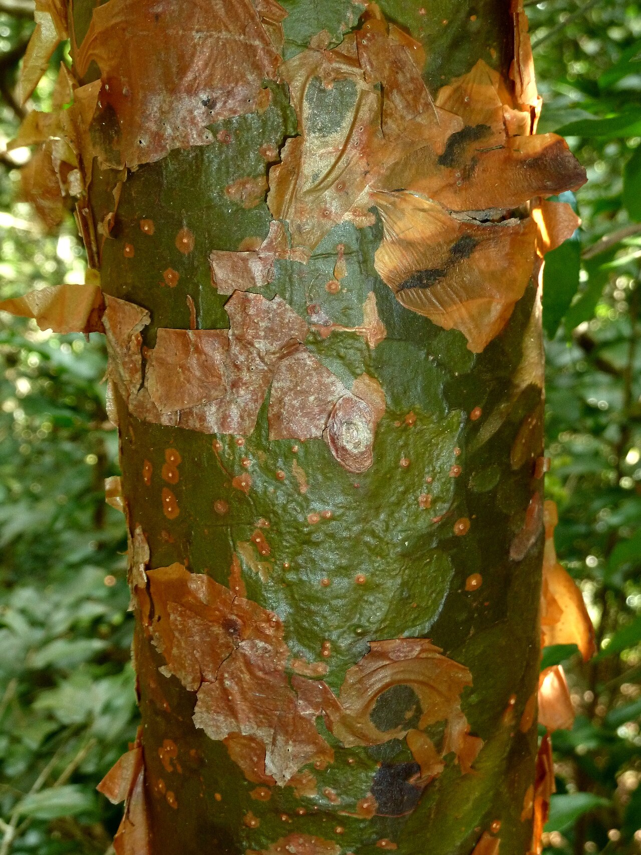 Commiphora harveyi