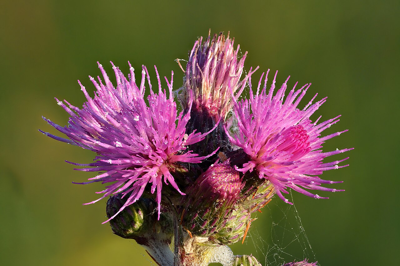 Cirsium palustre