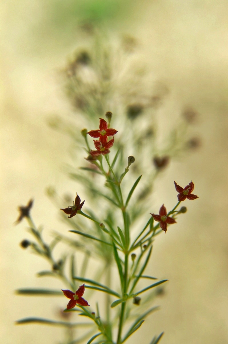 Asperula purpurea