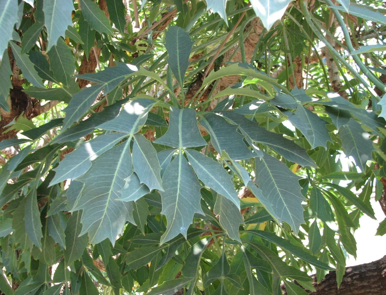Cussonia spicata