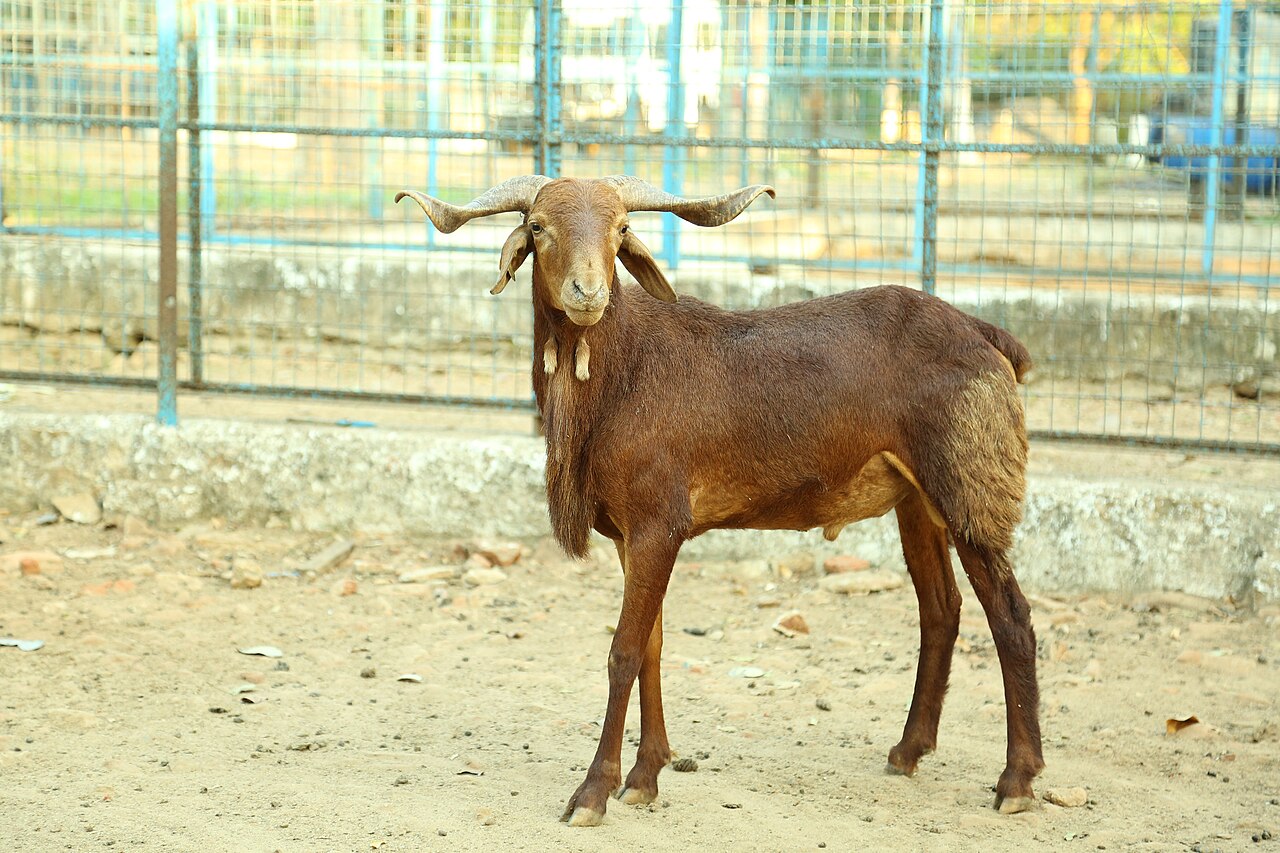 Madras Red sheep