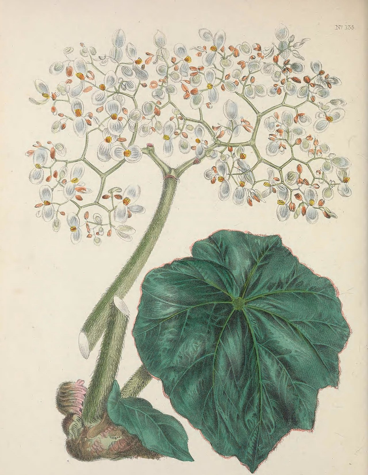 Begonia acutis
