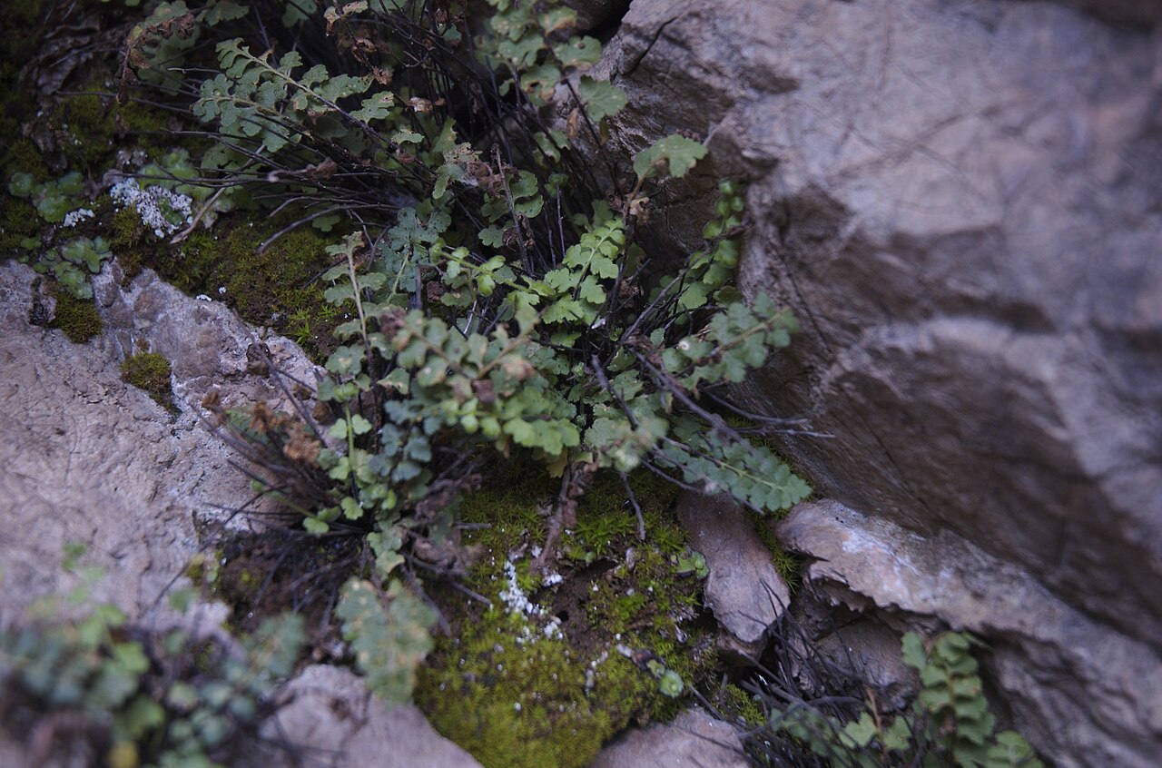 Asplenium petrarchae