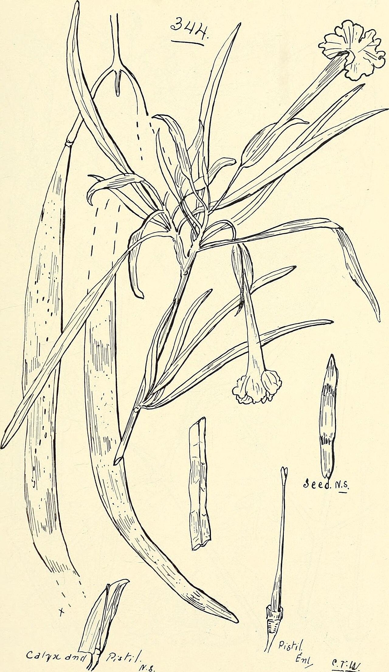 Dolichandrone lutea