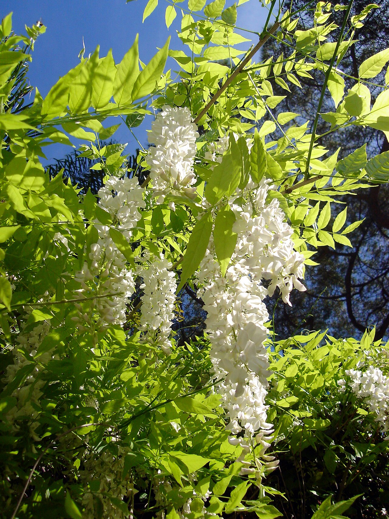 Glycine sinensis