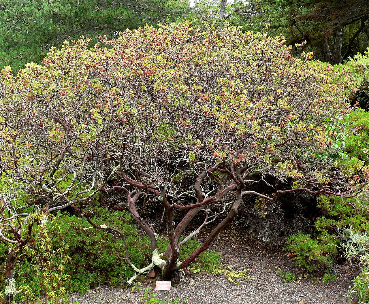 Arctostaphylos morroensis