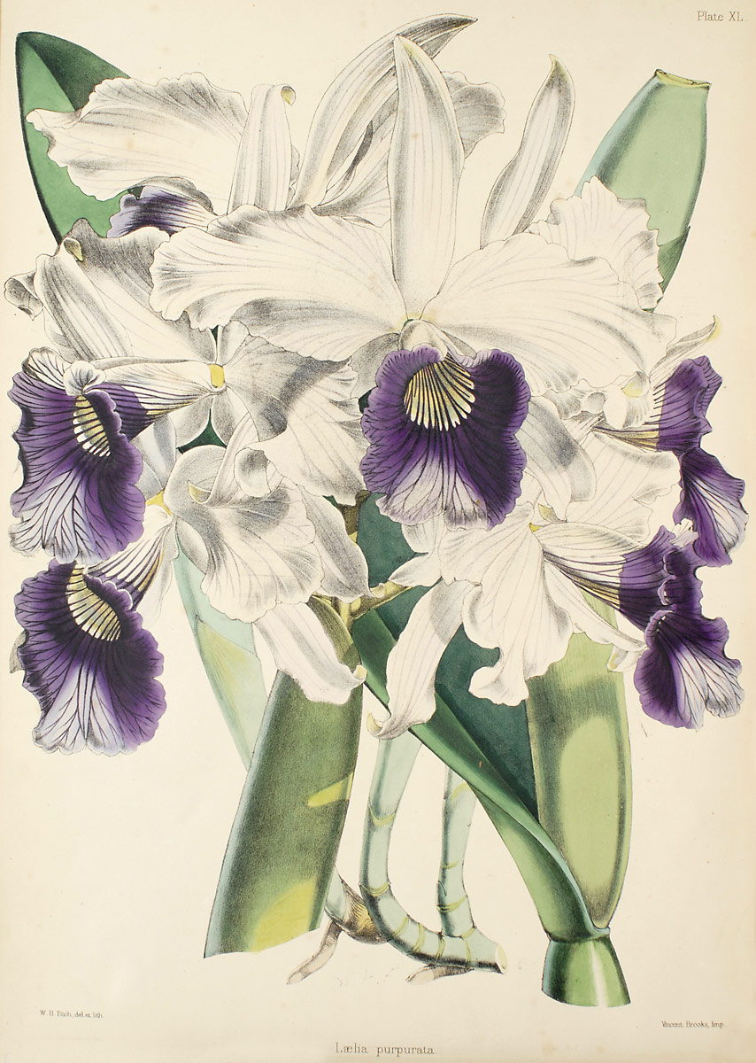 Cattleya purpurata