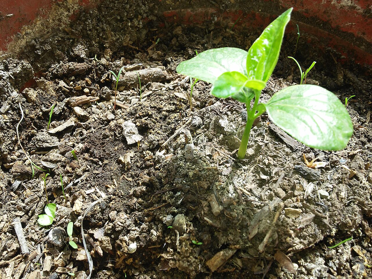 Avellanita bustillosii
