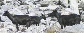 Nera Verzasca