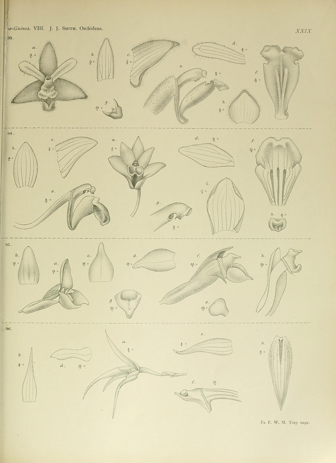 Bulbophyllum acutilingue