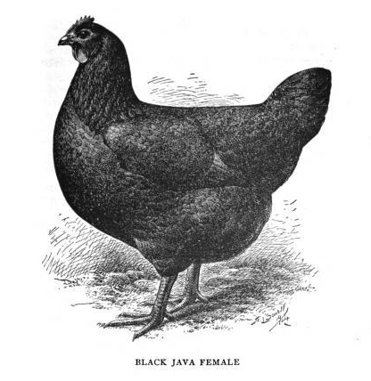 Java chicken