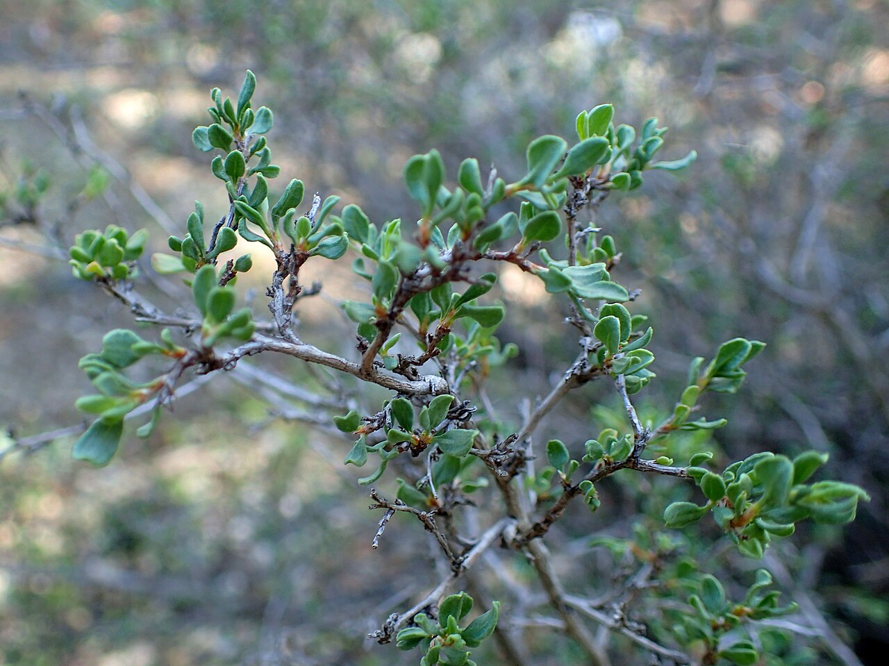 Atraphaxis spinosa