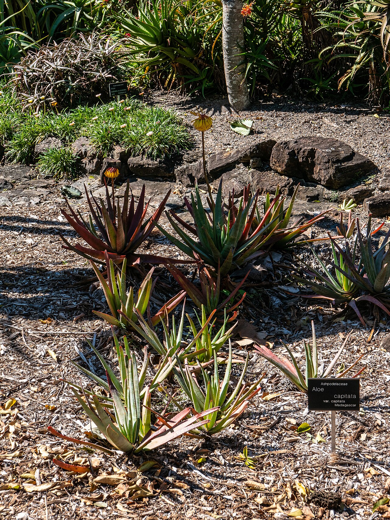 Aloe capitata