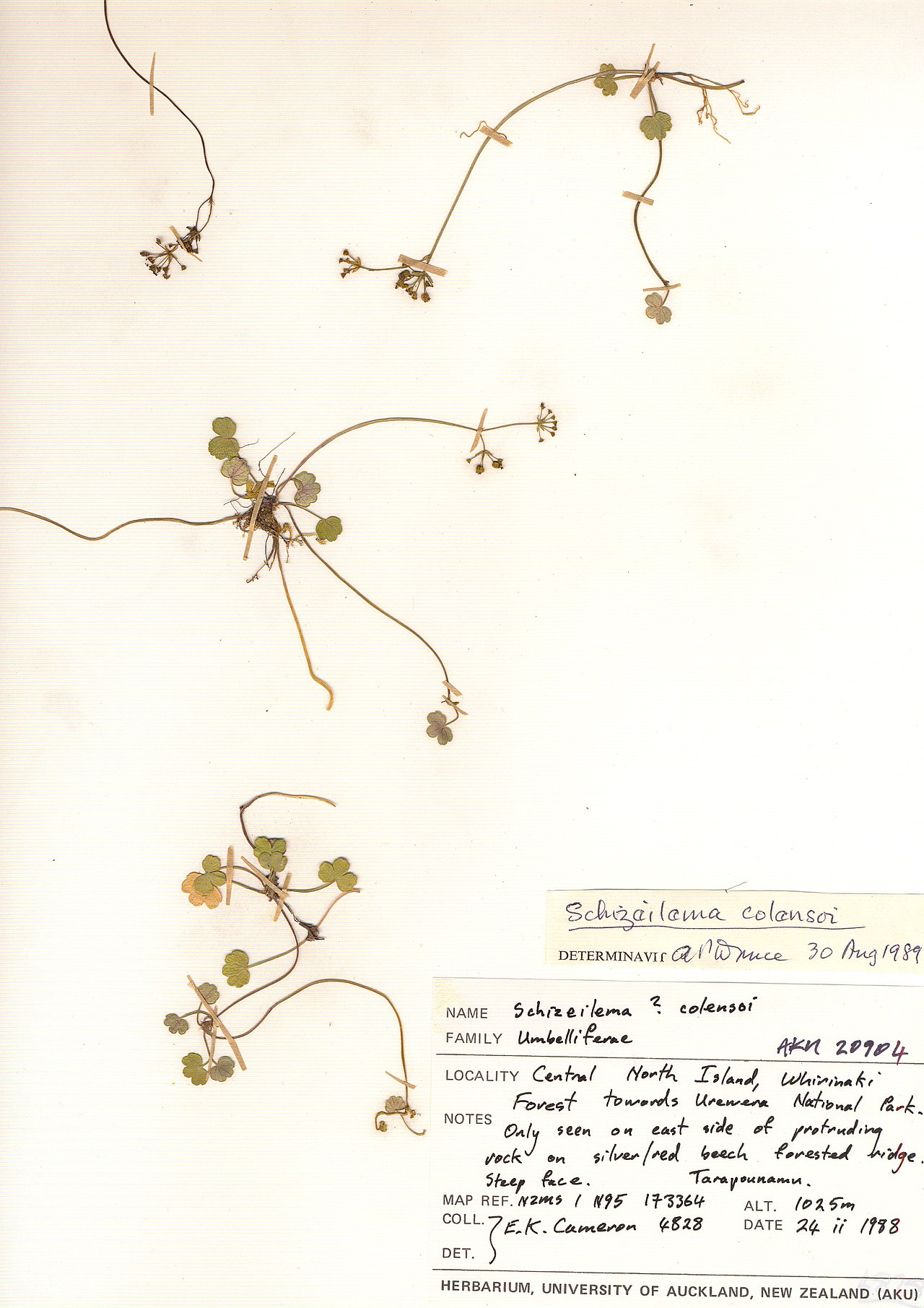 Azorella colensoi