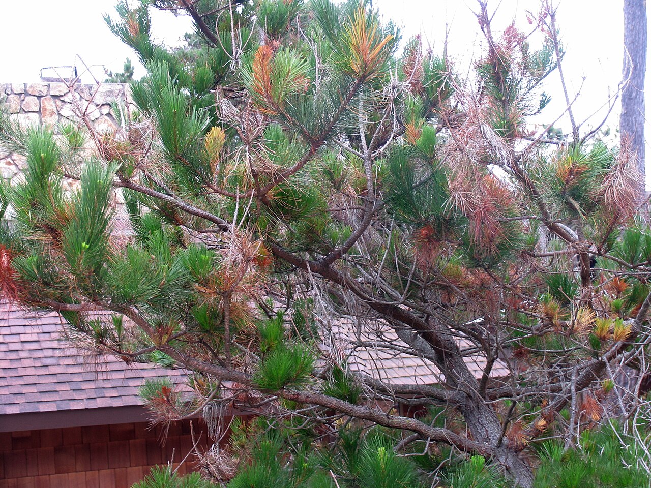 Fusarium circinatum