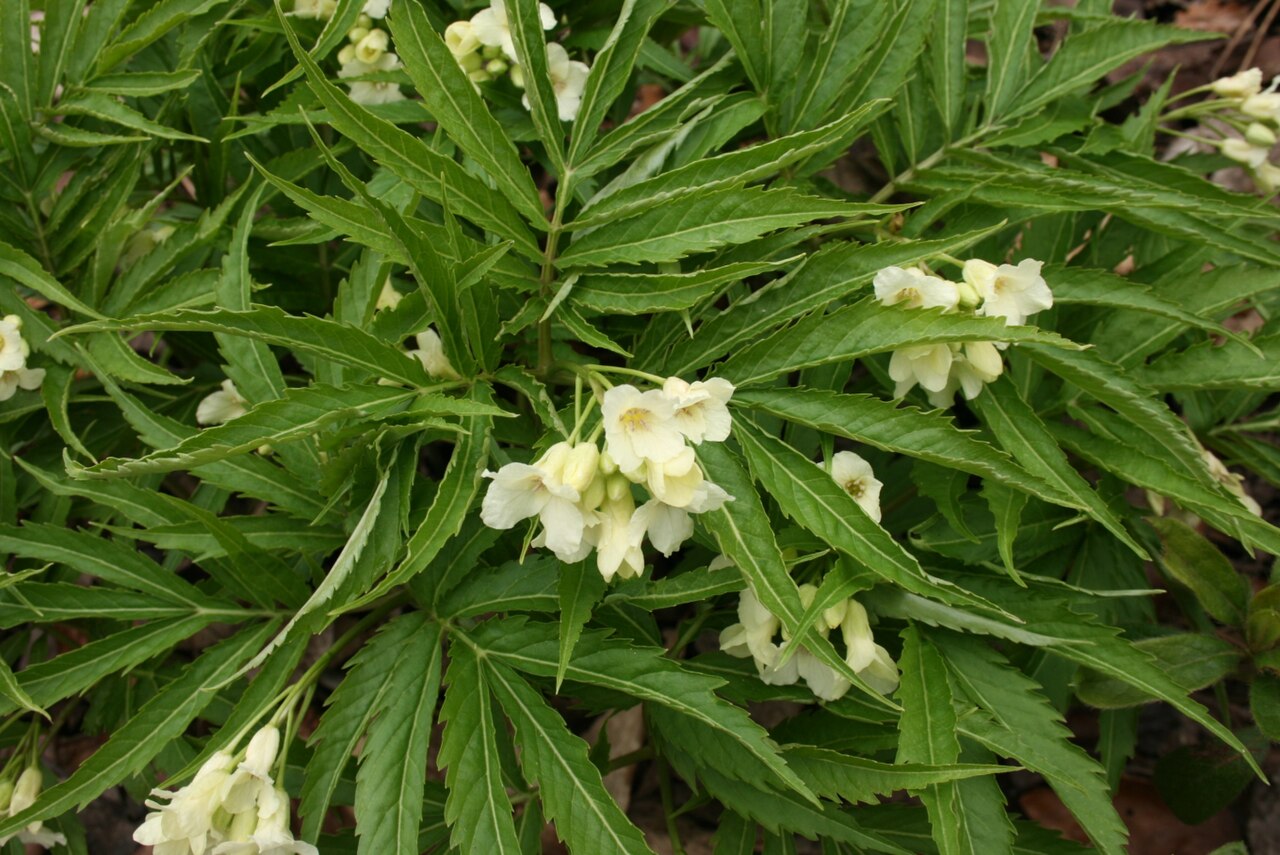 Cardamine enneaphyllos