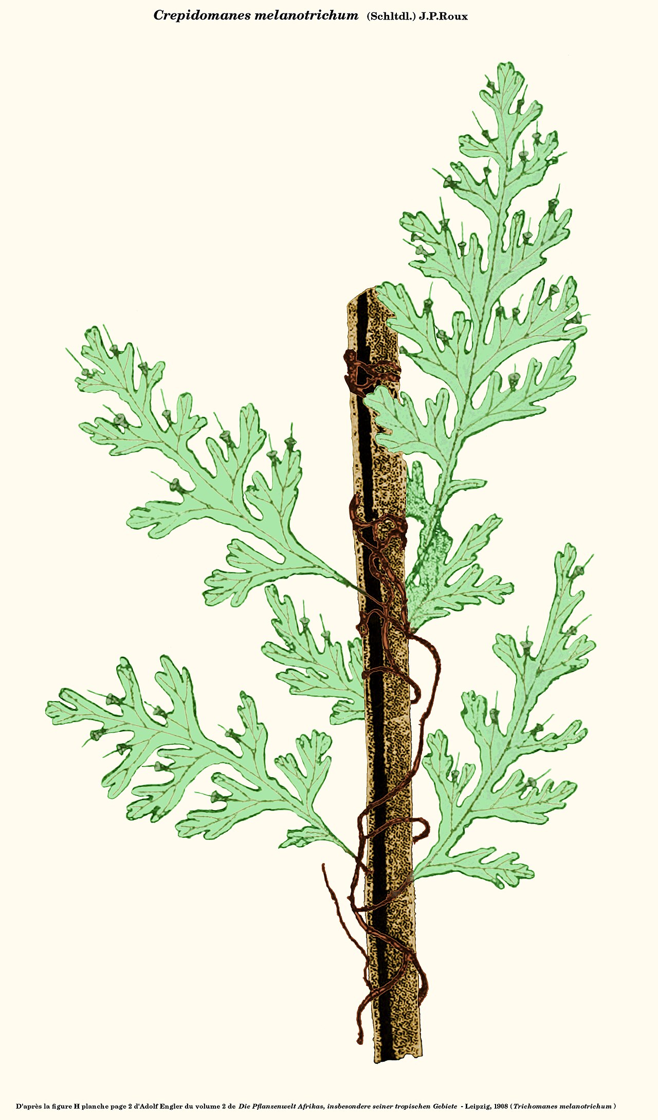 Crepidomanes melanotrichum