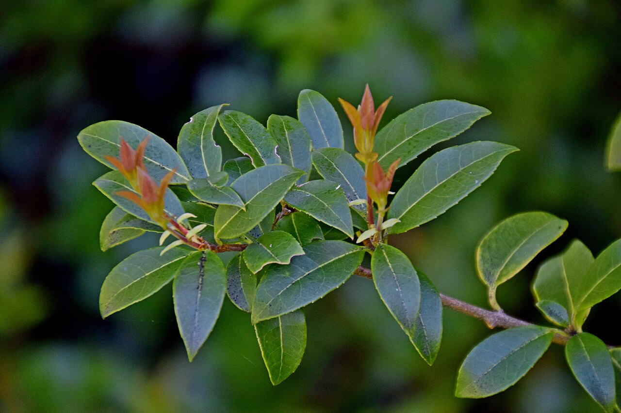 Chengiodendron marginatum