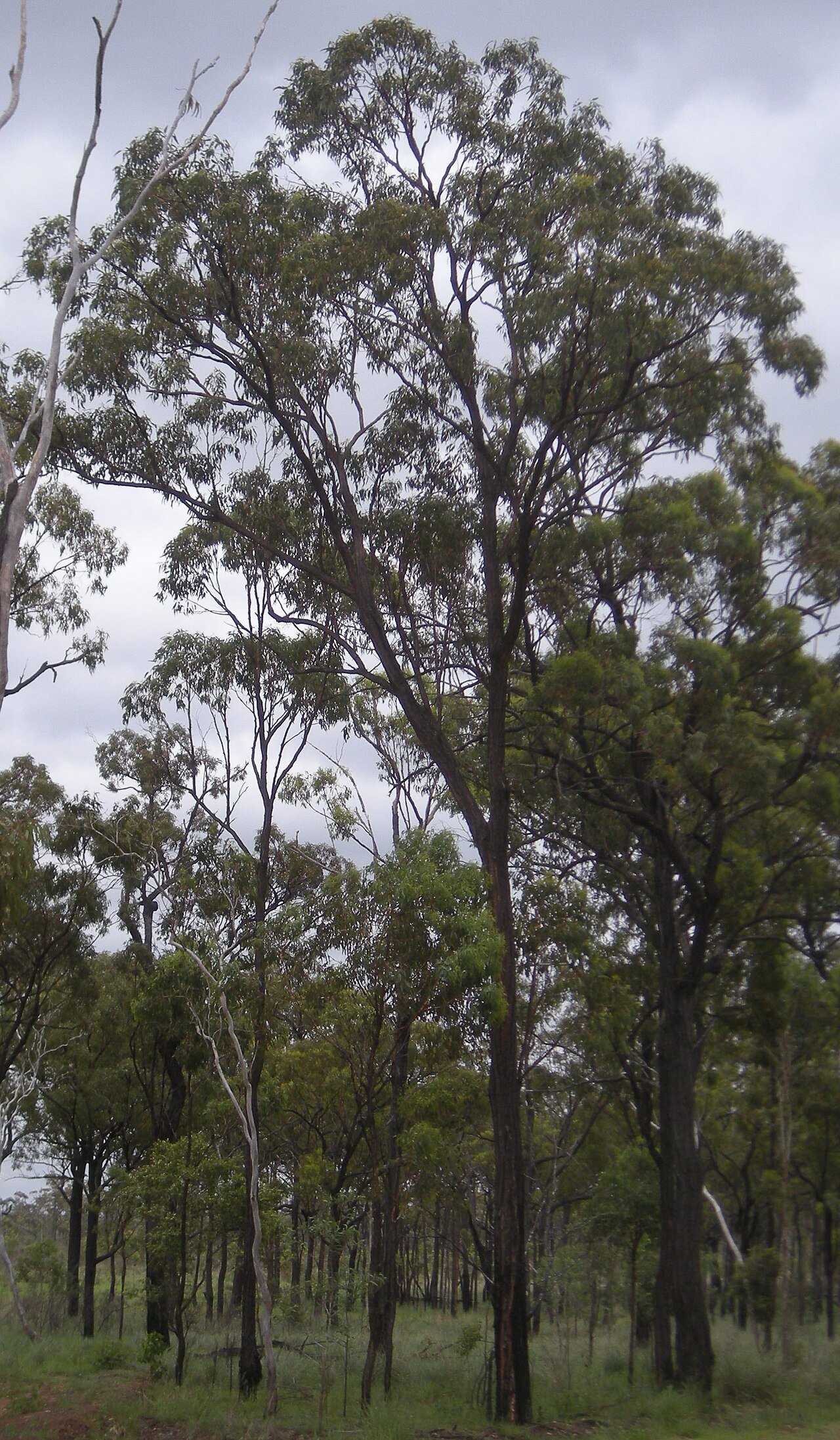 Red ironbark