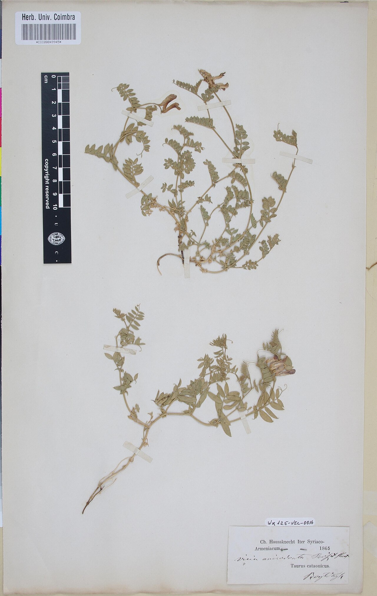 Vicia alpestris