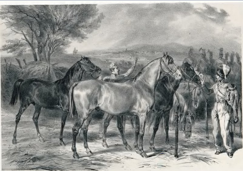 Angevin horse